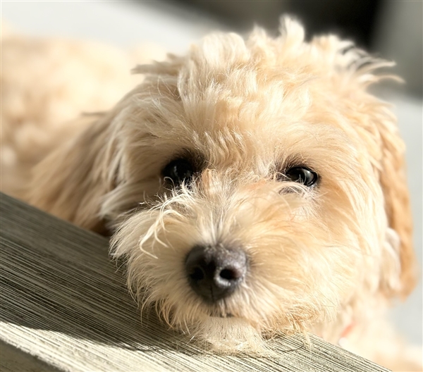 离谱！工程师让小狗乱按键盘：AI竟真把乱码做成了游戏(图1)